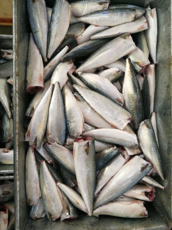 Hgt mackerel 2.jpg