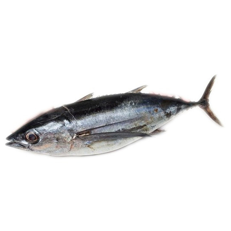 Albacore tuna 1.jpg
