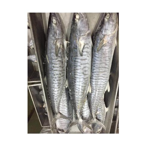 Spanish mackerel 1.png